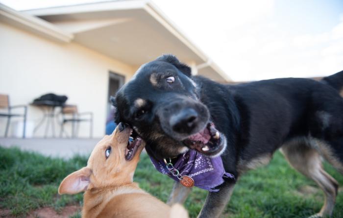 Small brown puppy playing with Valley the dog
