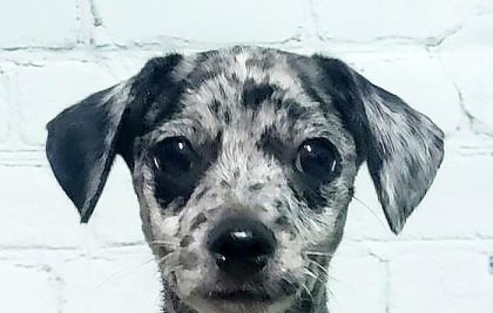 The face of Sonny the puppy in front of a white brick wall