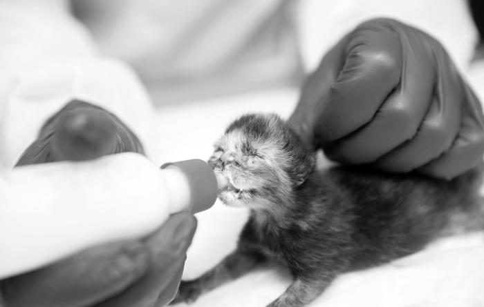 Person bottle feeding a tiny kitten