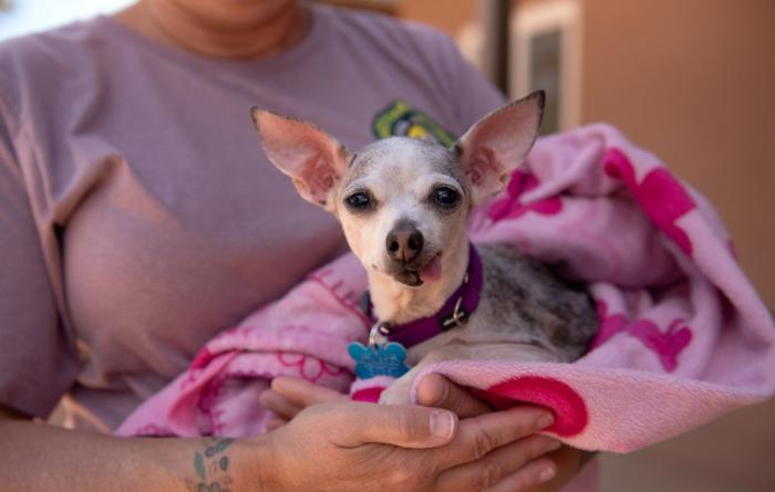 Chihuahua-type dog being held in a pink blanket by a person