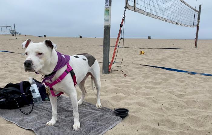 Spots the dog standing on a gray towel beside a beach volleyball net