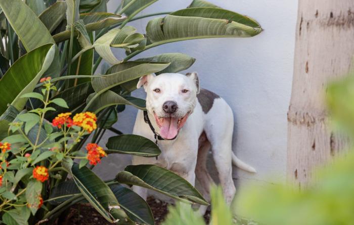 Spots the dog with mouth open smiling, outside in a garden