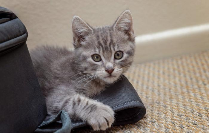 Gray tabby kitten lying on some kind of a bag