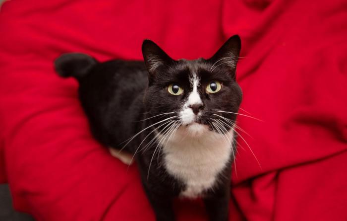 Black and white cat lying on a red blanket