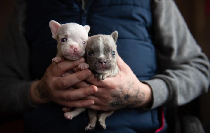 Steve and Drizzle, a pair of French bulldog puppies, being held in a person's hands