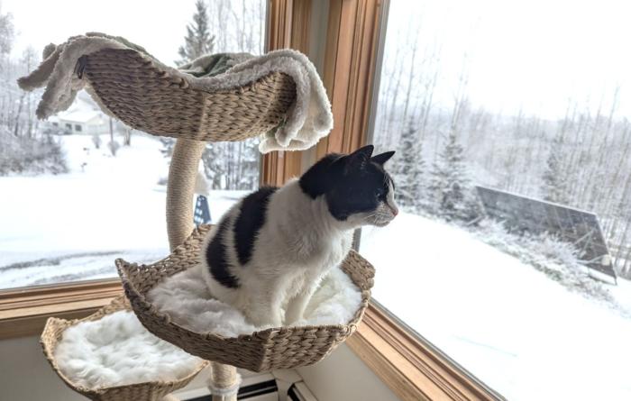 Stickers the cat on a perch looking out a window at a snow-covered outside