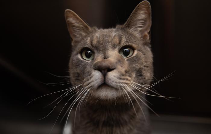 Stone Cold the cat, showing the hole in his nose, with a black background