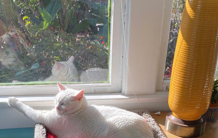 Sugar the cat sitting in a sunbeam by a window, with her paw on the ledge