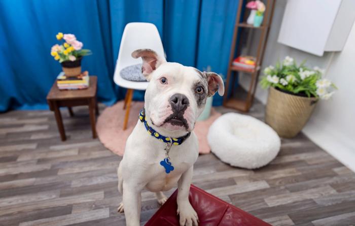 Dog in a home environment with a table and chair behind him