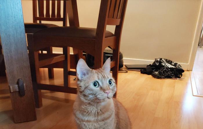 Louis the cat sitting on a wooden floor in front of some furniture