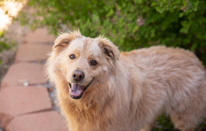 Brown fluffy dog with mouth open smiling