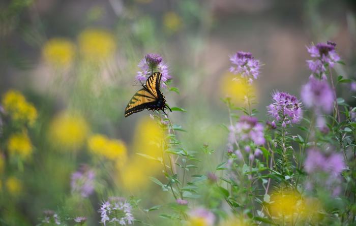 Swallowtail butterfly in a field of purple and blue flowers