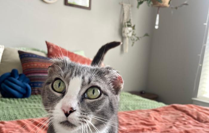 Sweet Pea the cat on a bed in her foster home