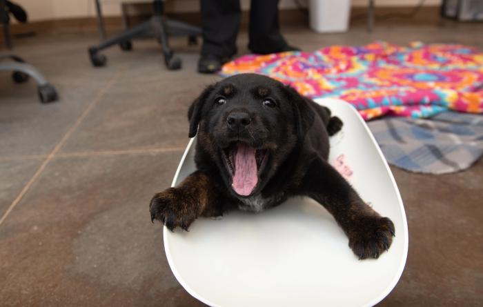 Sweet Baby James the puppy yawning