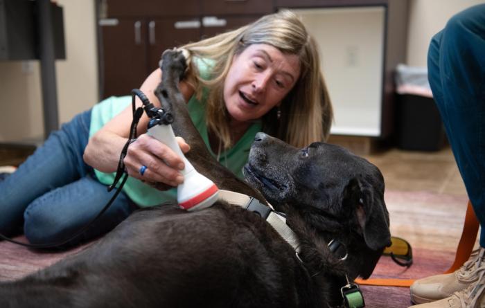 Swing the dog receiving his pretend laser treatment