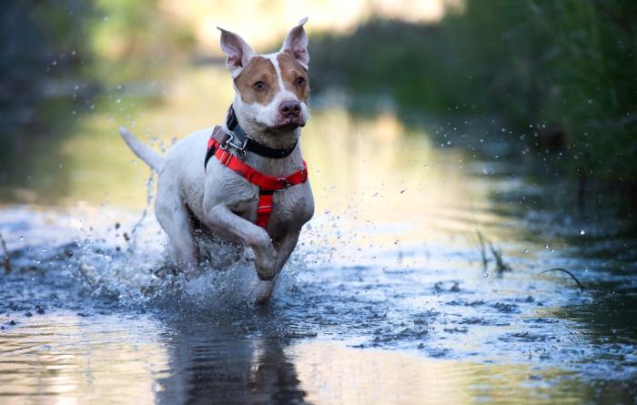 Taquito the dog running in water