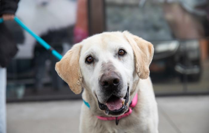Smiling yellow Lab dog on a leash