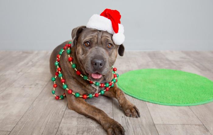 Pit-bull-type dog wearing a Santa hat and holiday garland