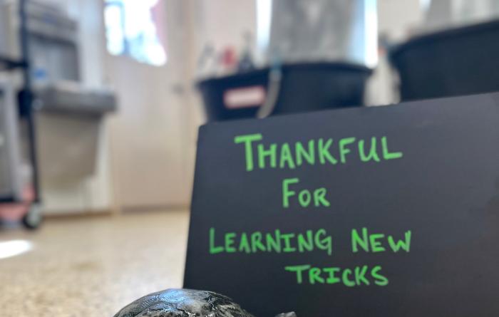 Tommy Sweet Cheeks the turtle next to a small skateboard and a sign that says, Thankful for learning new tricks