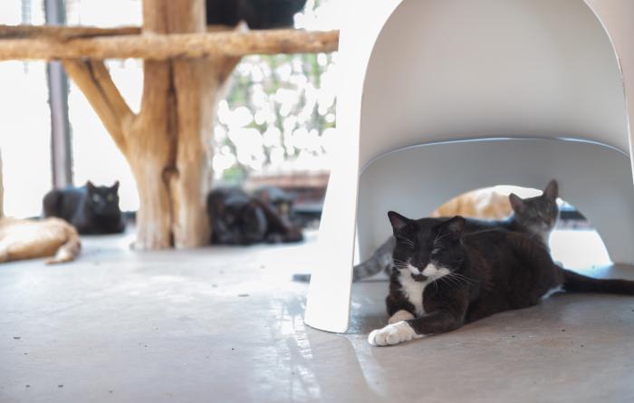Trent the cat with another at under a white plastic dome outside in a catio