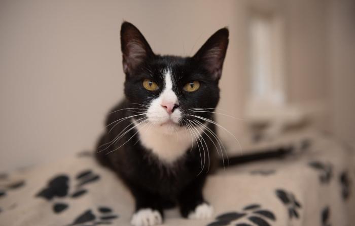 Black and white cat on a paw print blanket