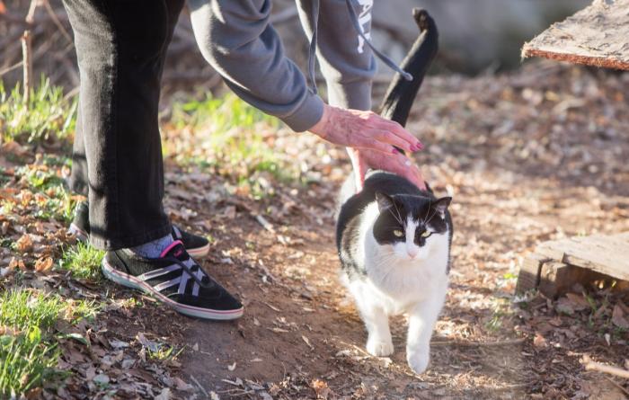 Person bending down to pet a black and white community cat