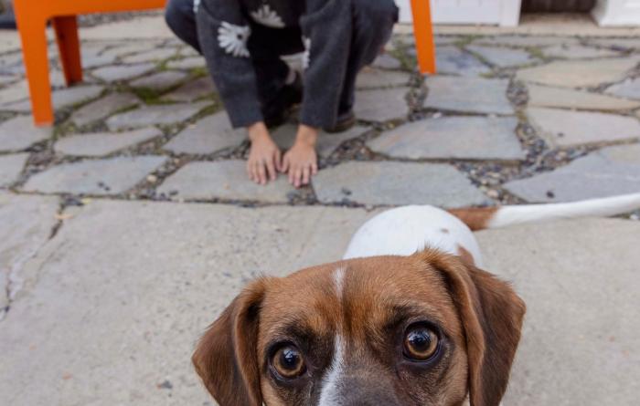 Small, mostly brown dog holding a blue ball in her mouth