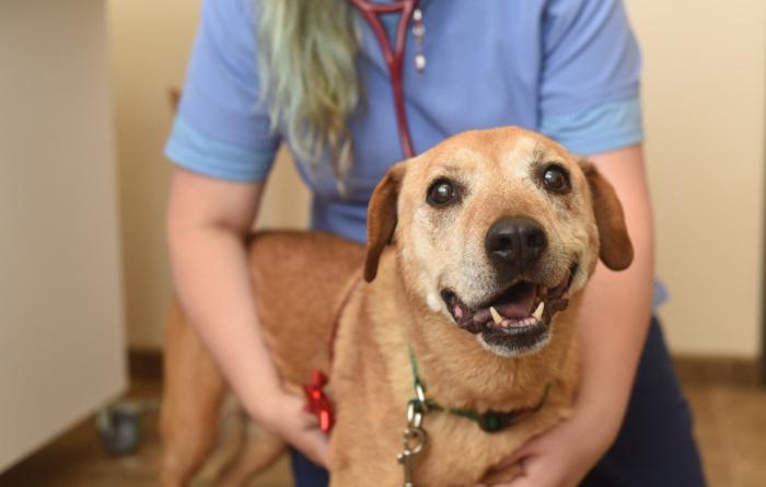 Medical person wearing a stethoscope with arms around a happy looking brown dog