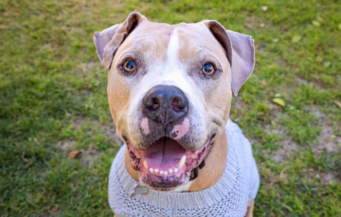Aragon the dog smiling while wearing a gray sweater and sitting on the grass