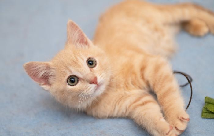 Cream tabby kitten lying on his side