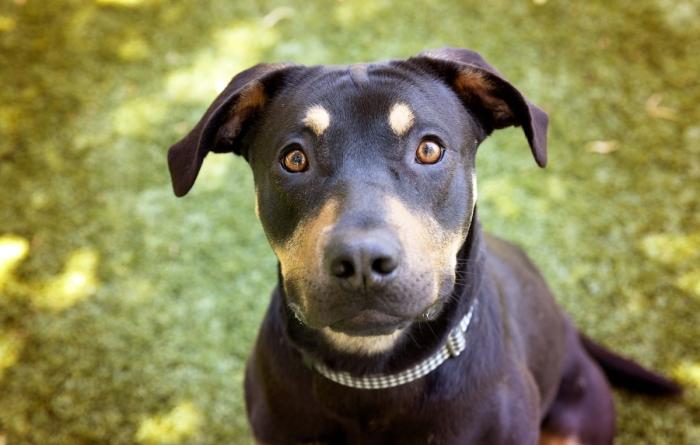 Black and tan dog outside on the grass