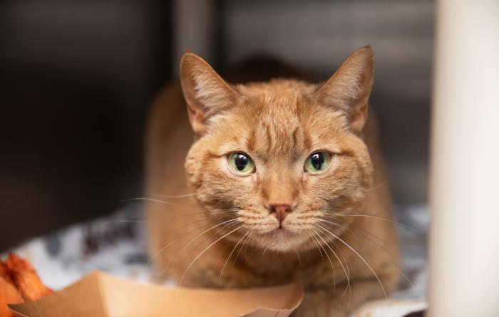 Orange tabby cat lying in a kennel on a blanket