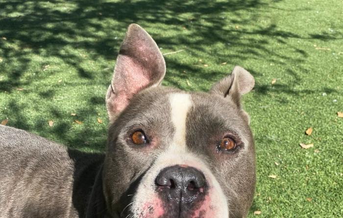 Dude the dog with his mouth open smiling