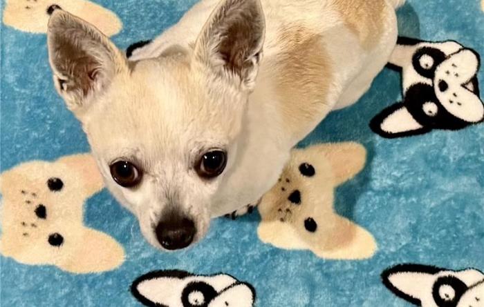 Wally the Girl the dog on a blanket featuring French bulldog faces