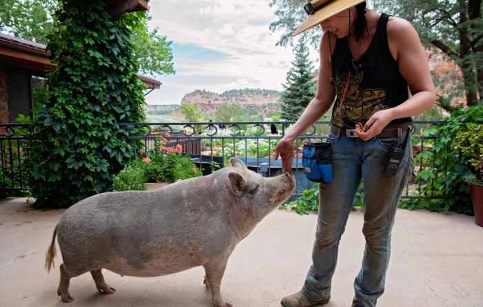 Person petting a pig on its nose in front of red rock canyon view