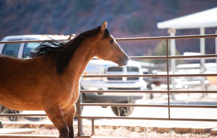 Warrior the horse beside a fence
