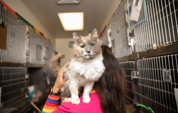 Person with dilute calico cat on her shoulder standing in between rows of stainless steel kennels