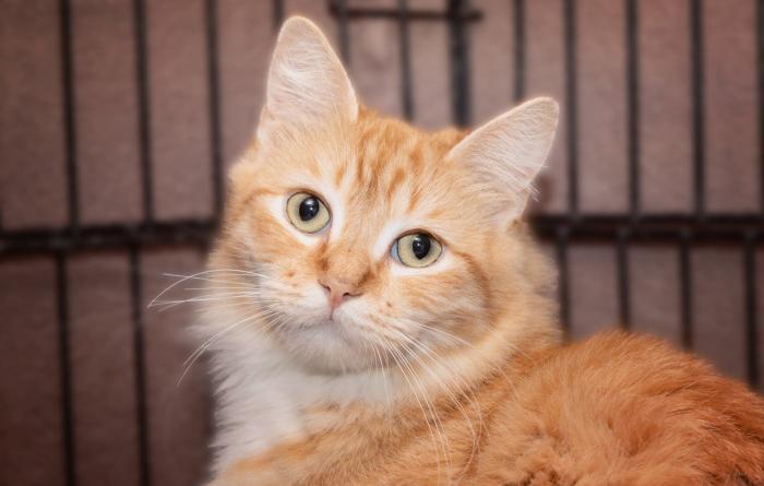 Medium hair orange cat in wire kennel