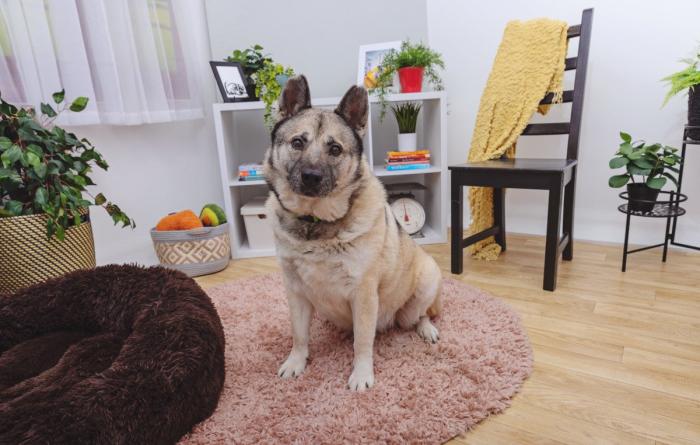 Shepherd type dog in a home environment