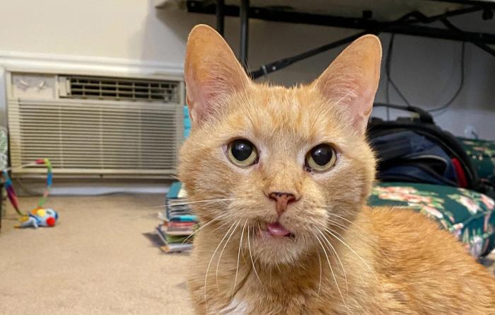 Wilbur the orange cat with tongue sticking slightly out