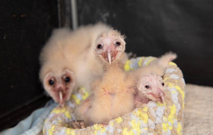 Three baby owls in a kennel together on a bed