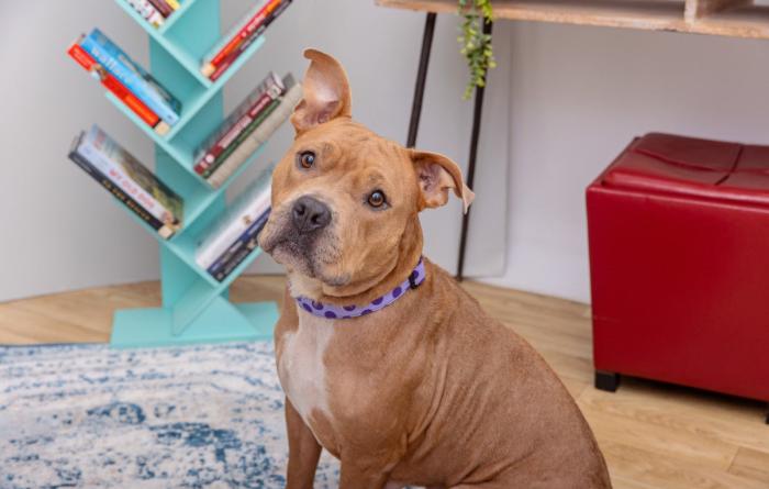 Brown and white dog in a home environment