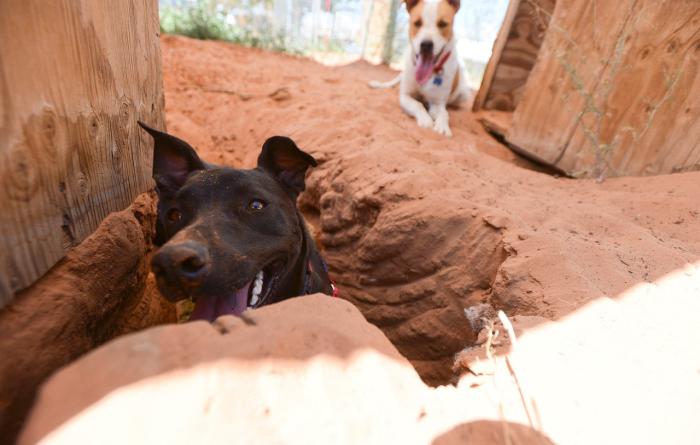 Winter and Abbott the dogs, with one in a deep hole he'd dug