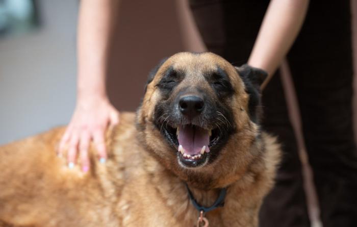 Person petting a shepherd dog