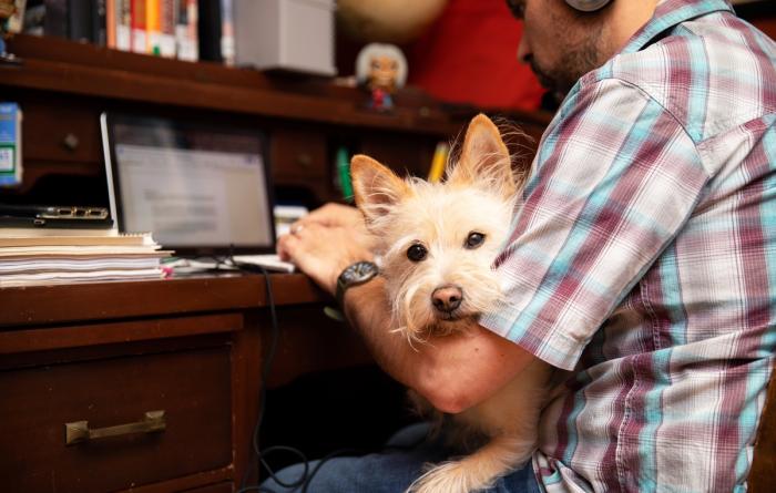 Person sitting at a desk working on a laptop computer with a small light-colored terrier-type dog in his lap