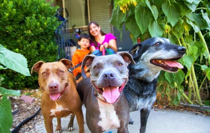Two people sitting on the steps in front of a home with their three big dogs