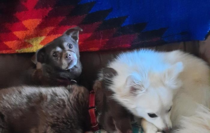 Yazhi, Dunkin, and Meg the dogs lying beside one another on some blankets