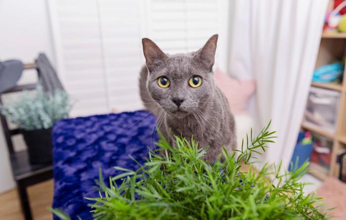 Gray cat in a home behind a plant