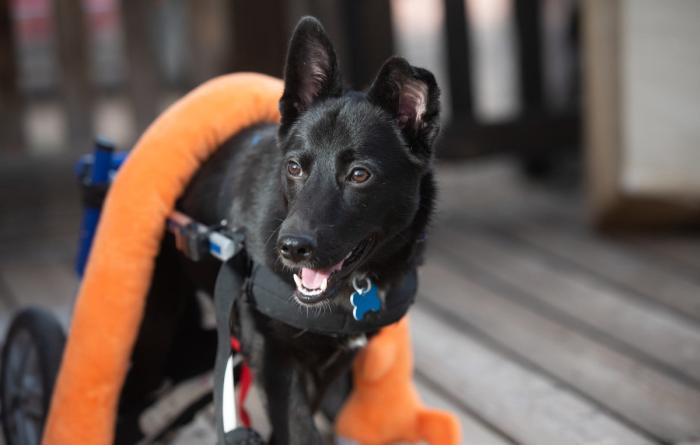 Yazh the dog in a canine wheelchair