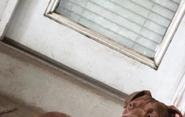 Ruthie the brown and white dog lying on a concrete step in front of a door